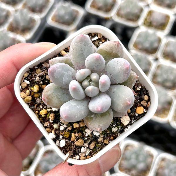 多肉植物 エケベリア ピンクエンジェル 7.5cmポット苗 : ハニーミント