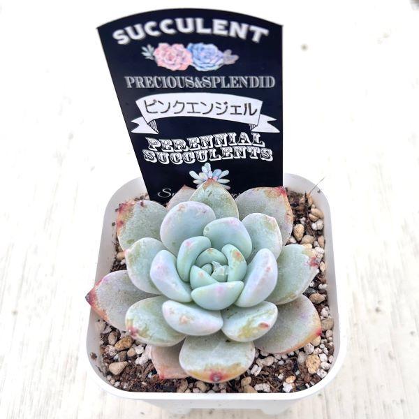 多肉植物 エケベリア ピンクエンジェル 7.5cmポット苗 : ハニーミント