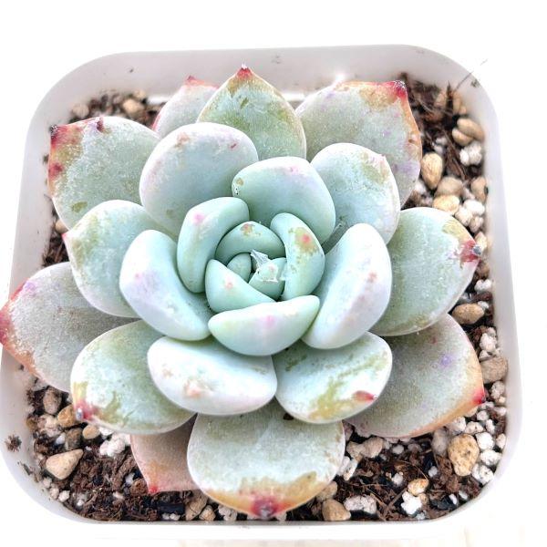 多肉植物 エケベリア ピンクエンジェル 7.5cmポット苗 : ハニーミント