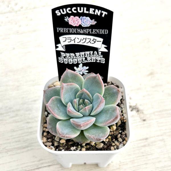 多肉植物 エケベリア フライングスター 7.5cmポット苗 : ハニーミント