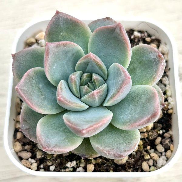 多肉植物 エケベリア フライングスター 7.5cmポット苗 : ハニーミント