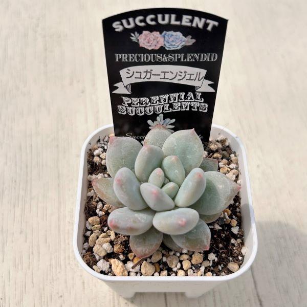 多肉植物 エケベリア シュガーエンジェル 7.5cmポット苗 : ハニー