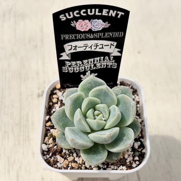 多肉植物 エケベリア フォーティチュード 7.5cmポット苗 : ハニー