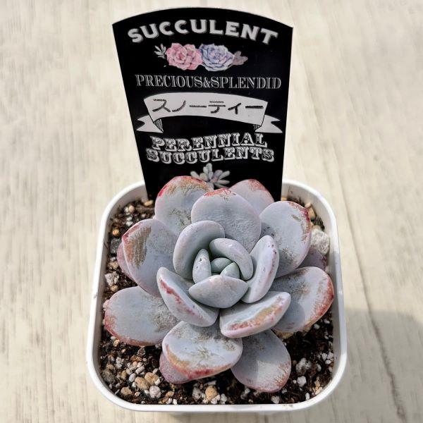 スノーフィールド◎多肉植物 カット苗 韓国苗 エケベリア等 多肉植物 エケベリア スノーベルベット 7.5cmポット苗 : ハニーミント