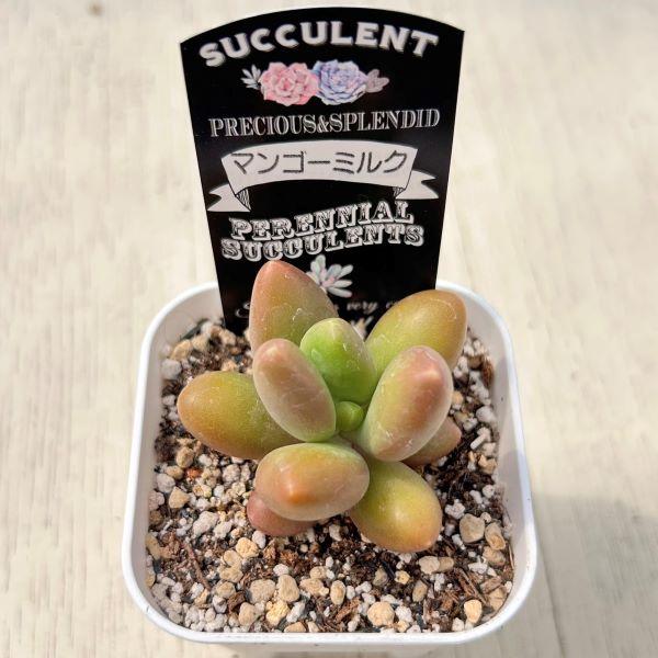 多肉植物 エケベリア マンゴーミルク 7.5cmポット苗 : ハニーミント