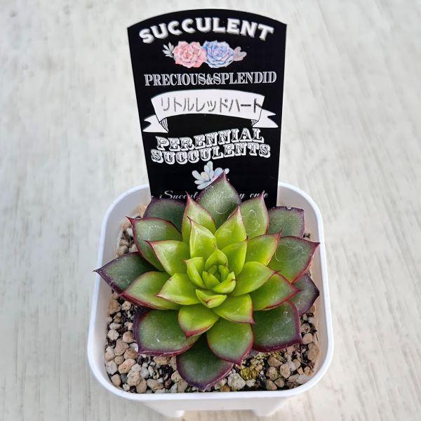 多肉植物 エケベリア リトルレッドハート 7.5cmポット苗 : ハニー