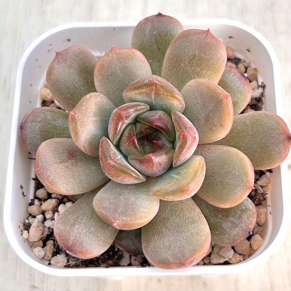 多肉植物 エケベリア レッドラバー 7.5cmポット苗 : ハニーミント