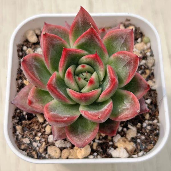 多肉植物 エケベリア フロリアナ 7.5cmポット苗 : ハニーミント - 通販
