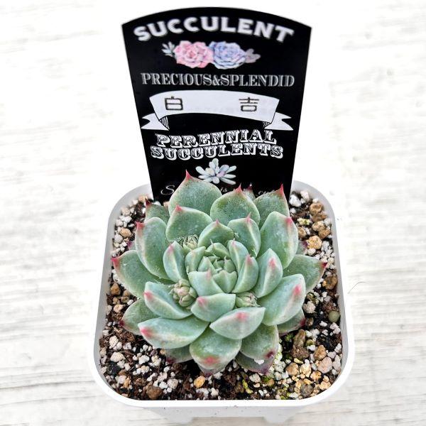 多肉植物 エケベリア 白吉（バイジ） 7.5cmポット苗 : ハニーミント