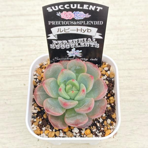 多肉植物 エケベリア ルビーHyb 7.5cmポット苗 : ハニーミント - 通販