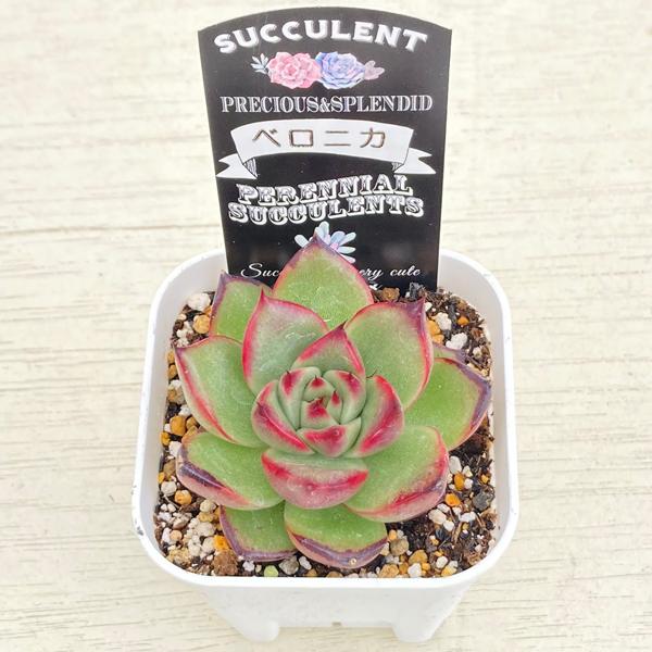 多肉植物 エケベリア ベロニカ 7.5cmポット苗 : ハニーミント - 通販