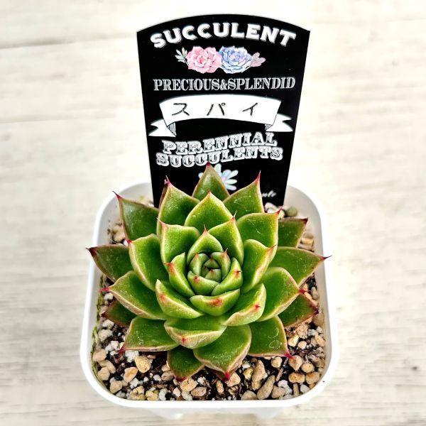 多肉植物 エケベリア スパイ 7.5cmポット苗 : ハニーミント