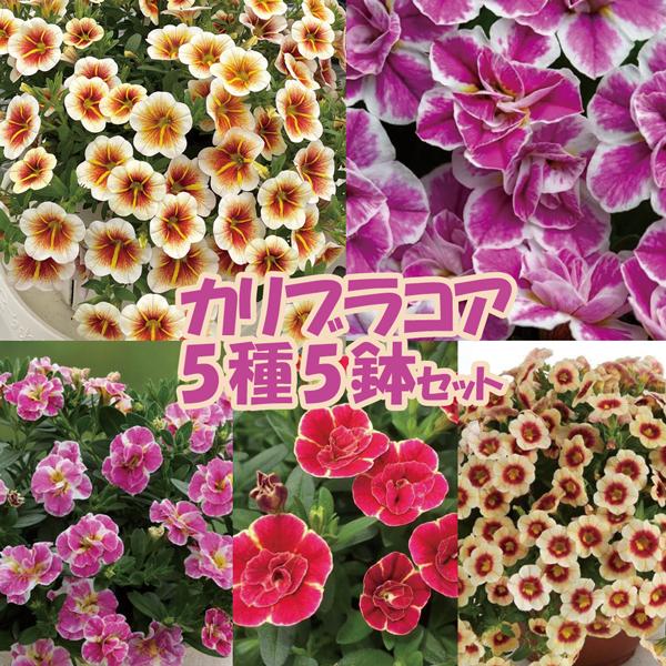 【当店農場生産】カリブラコア 5種類5鉢セット 9cmポット苗 4/30更新（Yahoo!・ハニーミント）