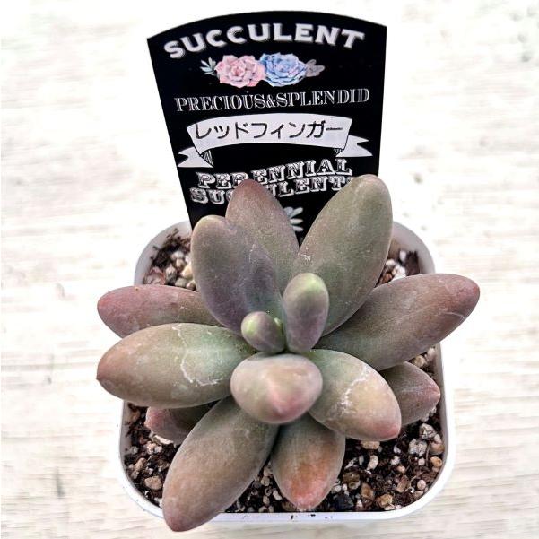 多肉植物 エケベリア レッドフィンガー 7.5cmポット苗 : ハニーミント