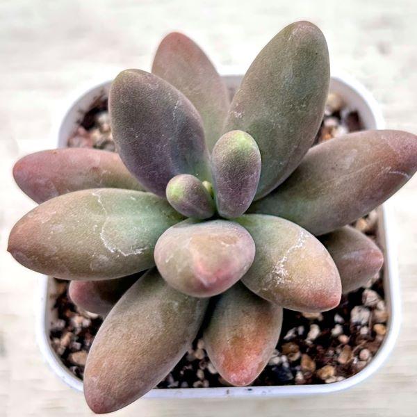 多肉植物 エケベリア レッドフィンガー 7.5cmポット苗 : ハニーミント