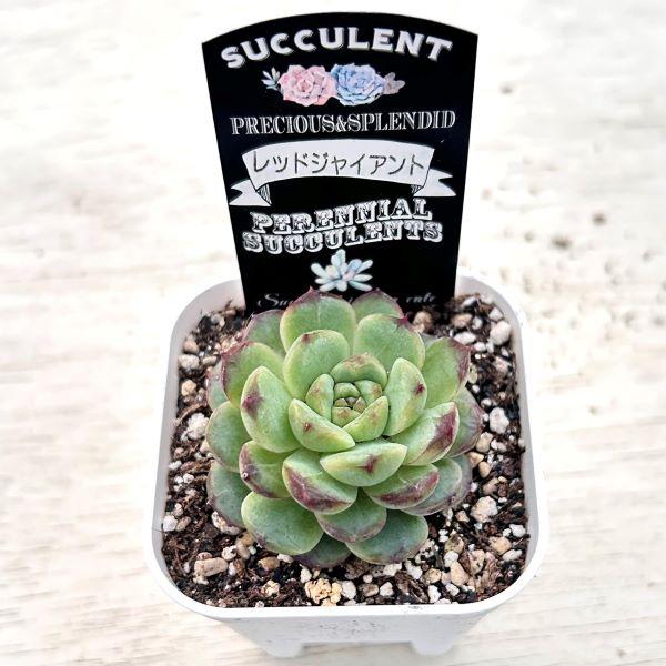 多肉植物 エケベリア シュガーピンクハート ごまかせれ 7.5cmポット苗 