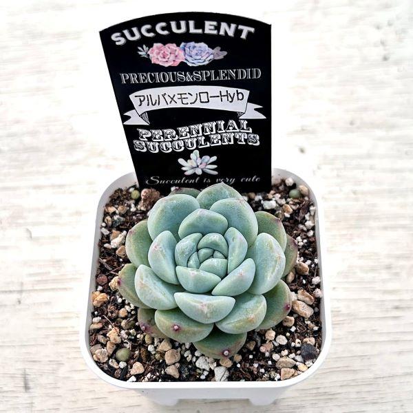 多肉植物 エケベリア アルバ×モンローHyb 7.5cmポット苗 : ハニー