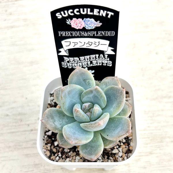 多肉植物　エケベリア　パンダ　⑳ 農園直売 多肉植物 寄せ植え エケベリア属 Echeveria パンダフェス（群