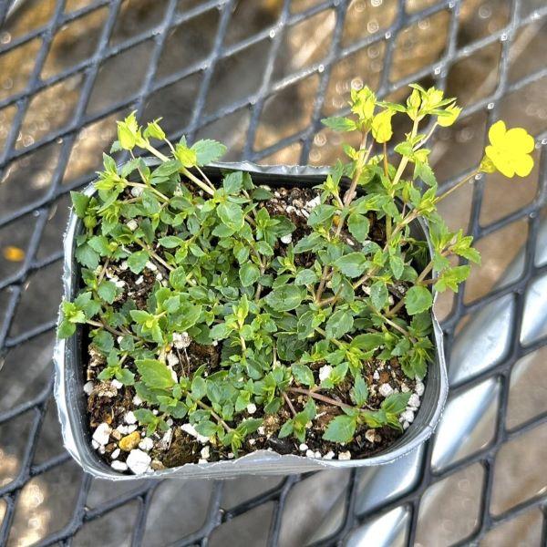 当店農場生産】メカルドニア ゴールドダスト PW 9cmポット苗 半耐寒性