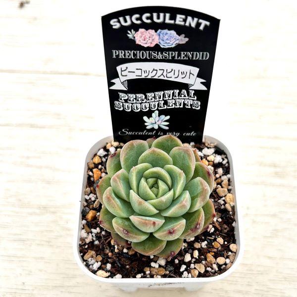 多肉植物 エケベリア ピーコックスピリット 7.5cmポット苗 : ハニー