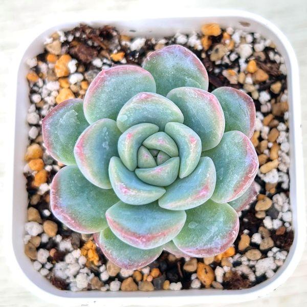 多肉植物 エケベリア ストロベリーアーモンド 7.5cmポット苗 : ハニー