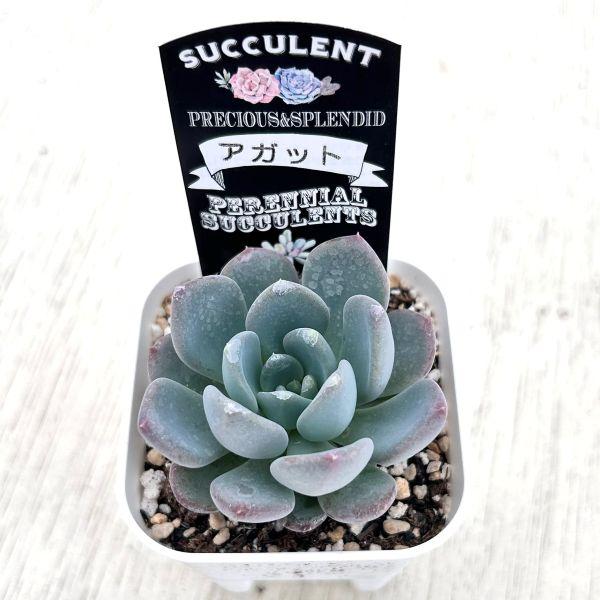 多肉植物 エケベリア アガット 7.5cmポット苗 : ハニーミント - 通販