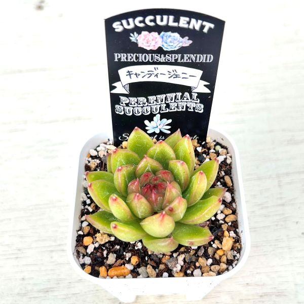 く*ん様 Y782 ジェニー 128苗　多肉植物　土と根付き エケベリア 韓国苗 く*ん様 Y782 ジェニー 128苗 多肉植物 土と根付き エケベリア