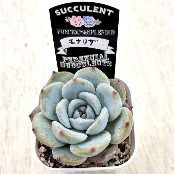 多肉植物 エケベリア モナリザ 7.5cmポット苗 : ハニーミント - 通販