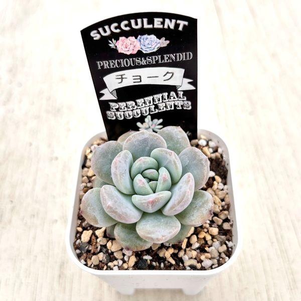 多肉植物 エケベリア チョーク 7.5cmポット苗 : ハニーミント - 通販