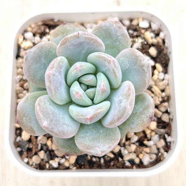 多肉植物 エケベリア チョーク 7.5cmポット苗 : ハニーミント - 通販