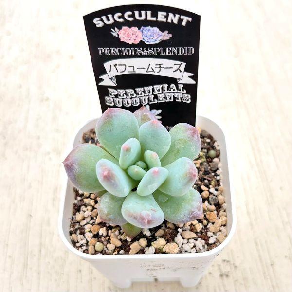 多肉植物 グラプトペタルム パフュームチーズ 7.5cmポット苗 : ハニー