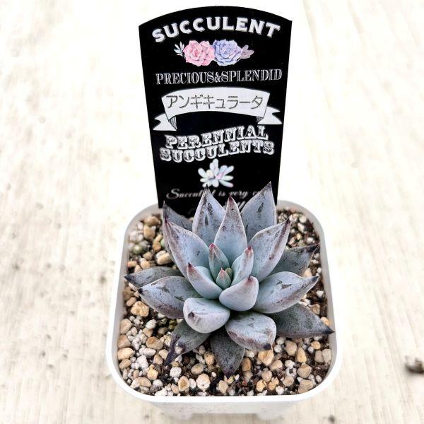 多肉植物 エケベリア アンギキュラータ 7.5cmポット苗 : ハニーミント
