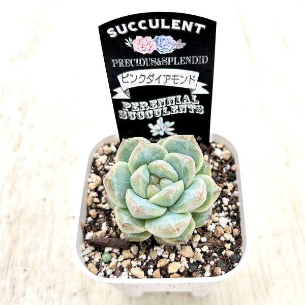 多肉植物 エケベリア ピンクダイアモンド 7.5cmポット苗 : ハニー