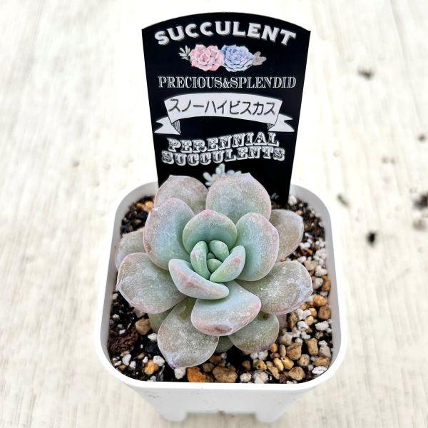 多肉植物 エケベリア スノーハイビスカス 7.5cmポット苗 : ハニー