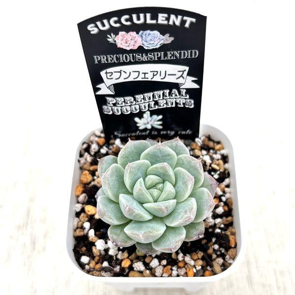 多肉植物 エケベリア セブンフェアリーズ 7.5cmポット苗 : ハニー