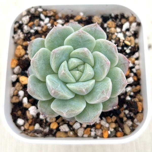 多肉植物 エケベリア セブンフェアリーズ 7.5cmポット苗 : ハニー