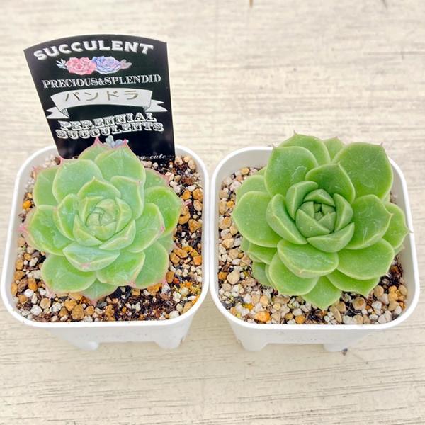 多肉植物 エケベリア パンドラ 7.5cmポット苗 : ハニーミント - 通販