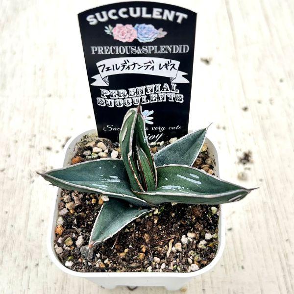 多肉植物 アガベ フェルディナンディレギス 7.5cmポット苗 : ハニー