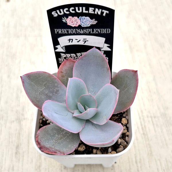 多肉植物 エケベリア カンテ 7.5cmポット苗 : ハニーミント