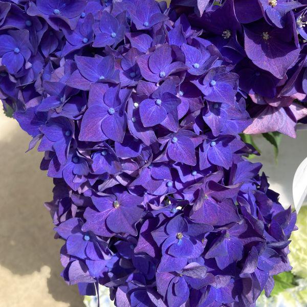 当店農場生産】ハイドランジア ディープパープル ディープレッド 9cm