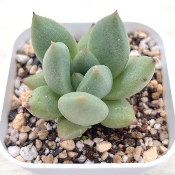 多肉植物 エケベリア リップスティック×エボニー 7.5cmポット苗
