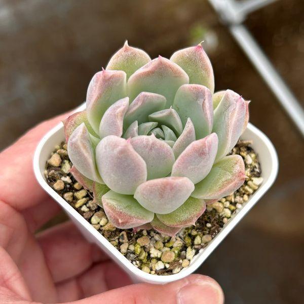 多肉植物 エケベリア ピーチフレグランス 7.5cmポット苗 : ハニー
