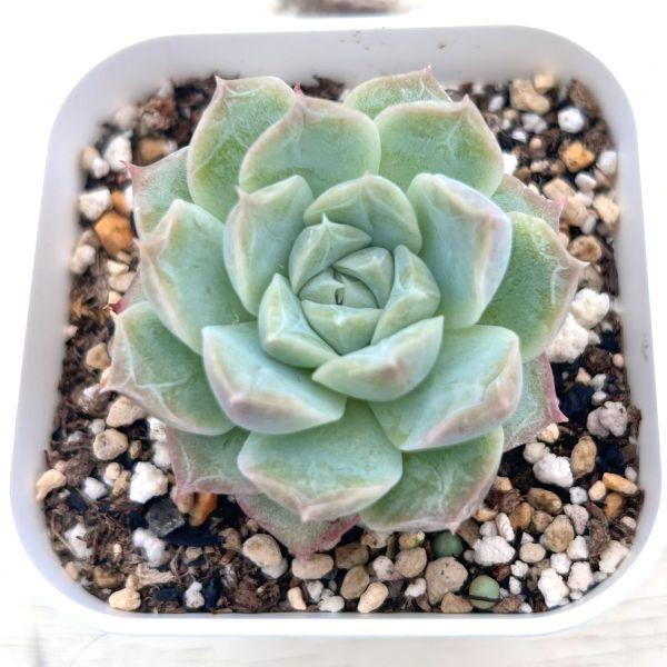 多肉植物 エケベリア ピーチフレグランス 7.5cmポット苗 : ハニー