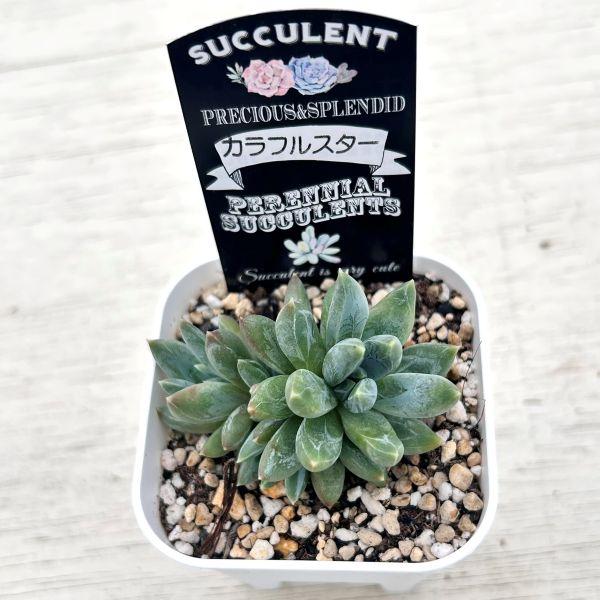 多肉植物 エケベリア カラフルスター 7.5cmポット苗 : ハニーミント