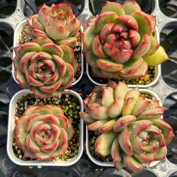 多肉植物　モンブラン 多肉植物 エケベリア モンブラン 7.5cmポット苗 : ハニーミント - 通販