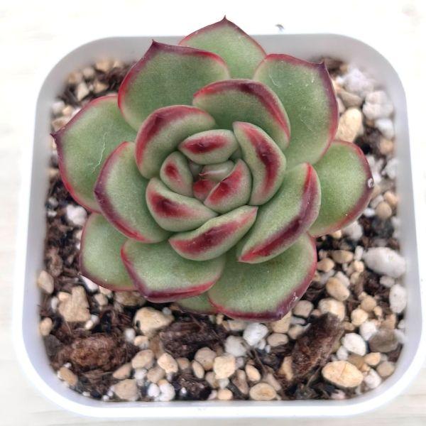 多肉植物 エケベリア モンブラン 7.5cmポット苗 : ハニーミント - 通販