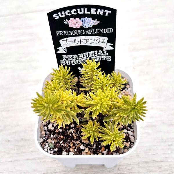 多肉植物 ペトロセダム ゴールドアンジェ 7.5cmポット苗 : ハニー