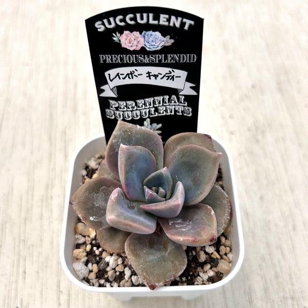 多肉植物 エケベリア レインボーキャンディー 7.5cmポット苗 : ハニー