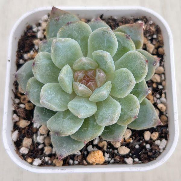 多肉植物 エケベリア ロックシュガークリスタル 7.5cmポット苗