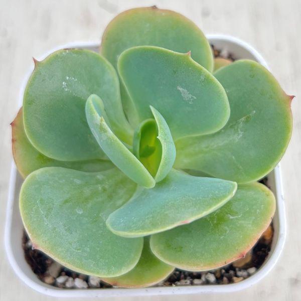 多肉植物 エケベリア クリーミーピーチプリデ 7.5cmポット苗 : ハニー